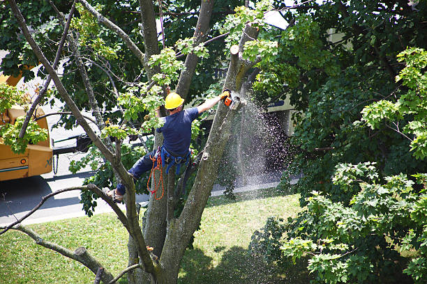 Best Tree Removal  in Hobart, WI