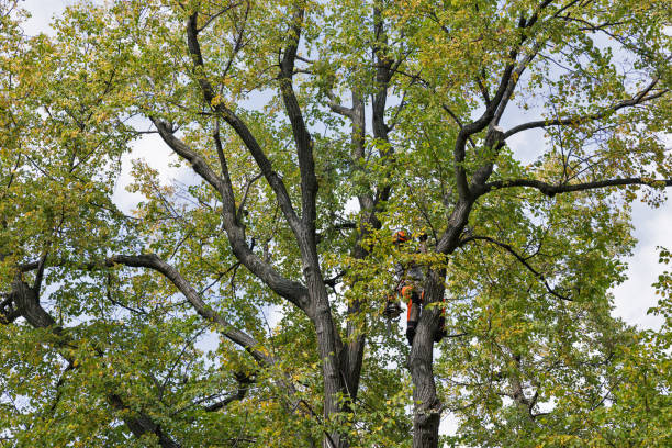 How Our Tree Care Process Works  in  Hobart, WI